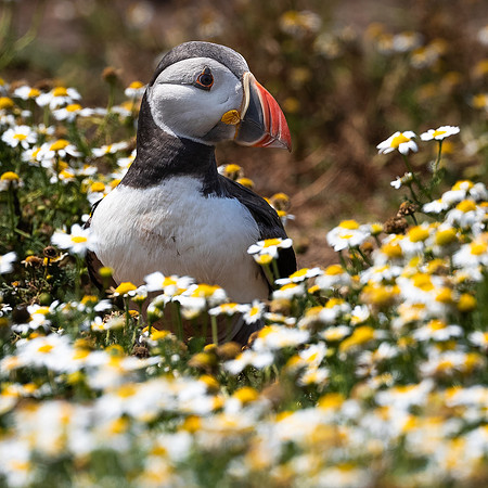 Skomer-35
