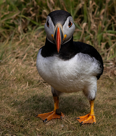 Skomer-36