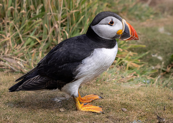 Skomer-38