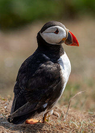 Skomer-40