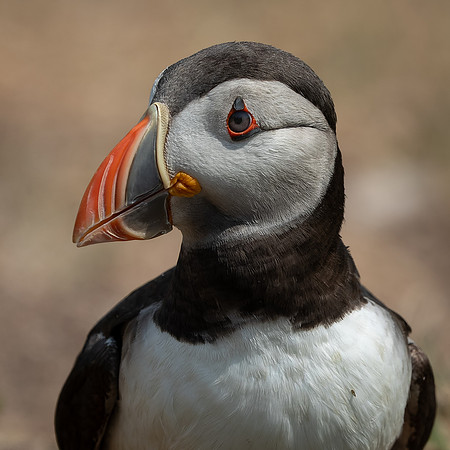 Skomer-42