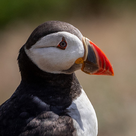 Skomer-41