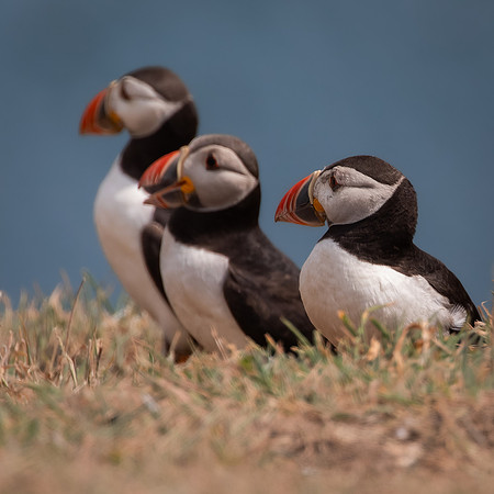 Skomer-44