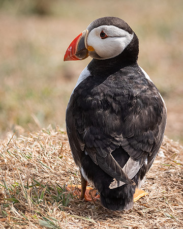 Skomer-45