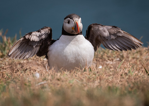 Skomer-43