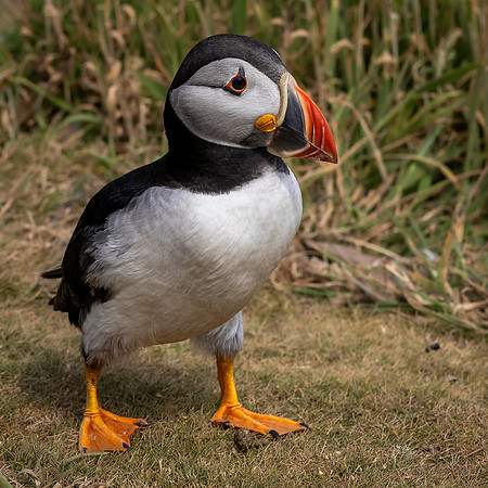 Skomer-37