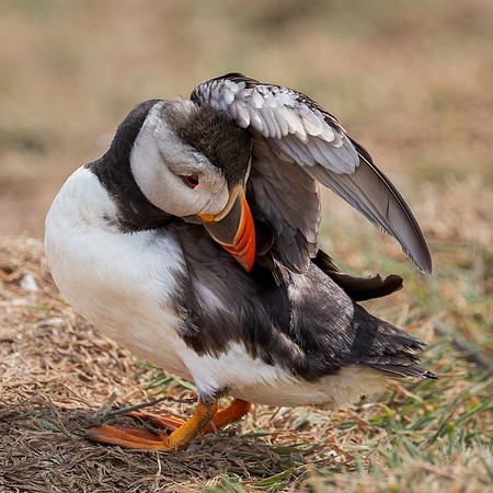Skomer-46