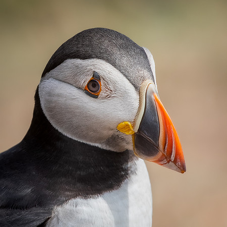 Skomer-49