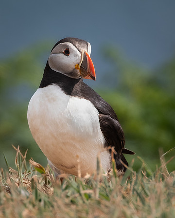 Skomer-47