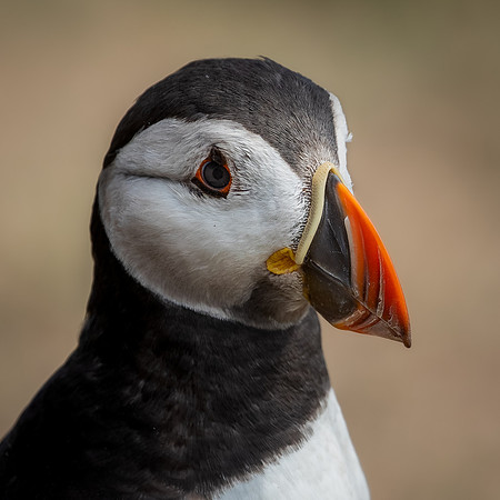 Skomer-50