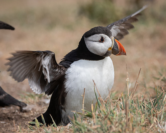 Skomer-51