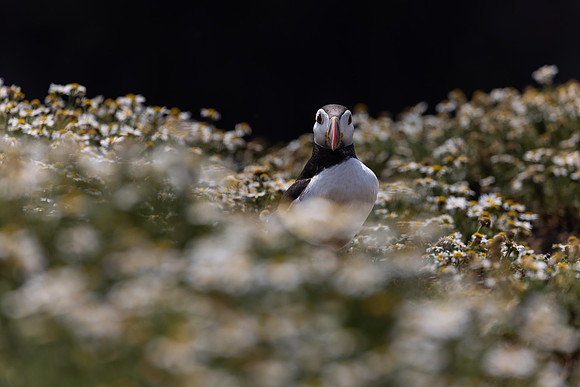 Skomer-22