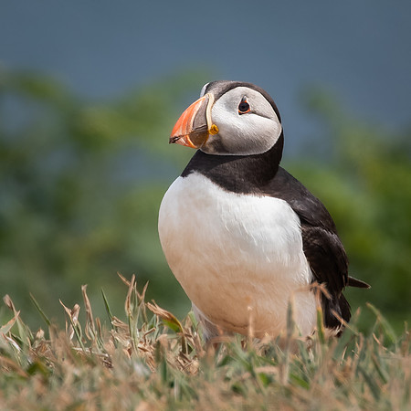 Skomer-48