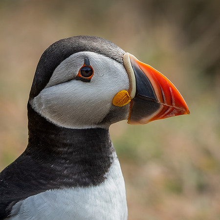 Skomer-56