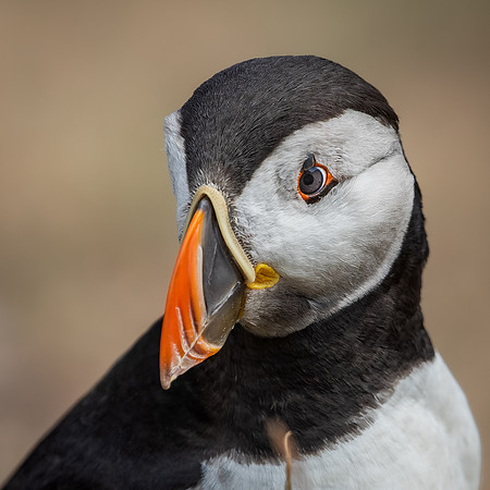 Skomer-54