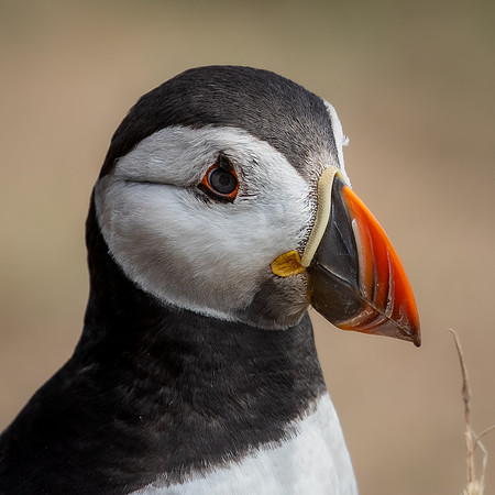 Skomer-53