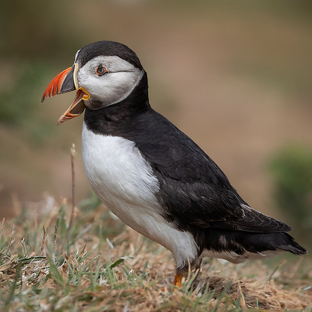 Skomer-57