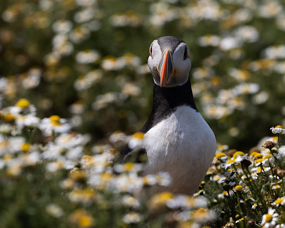 Skomer-33
