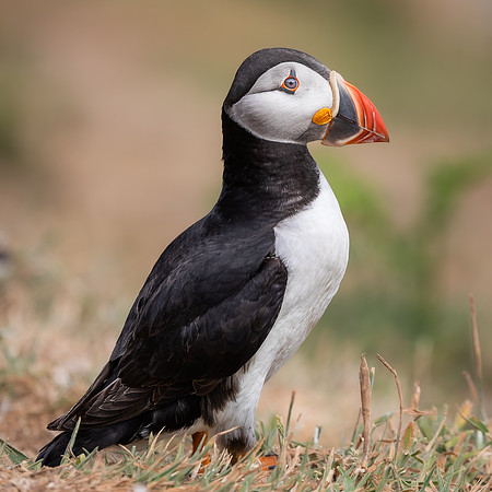 Skomer-61