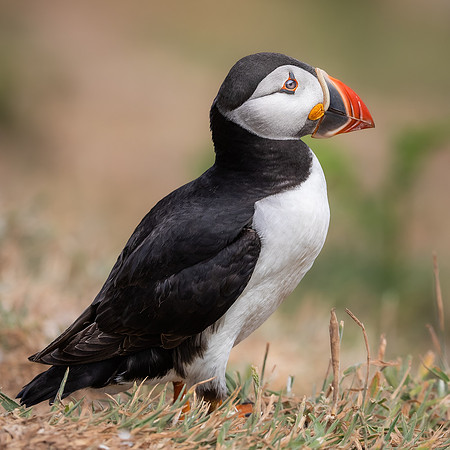 Skomer-60