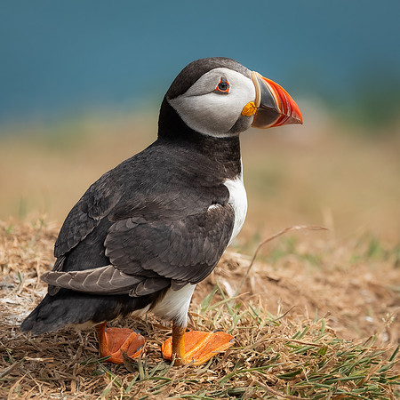 Skomer-65