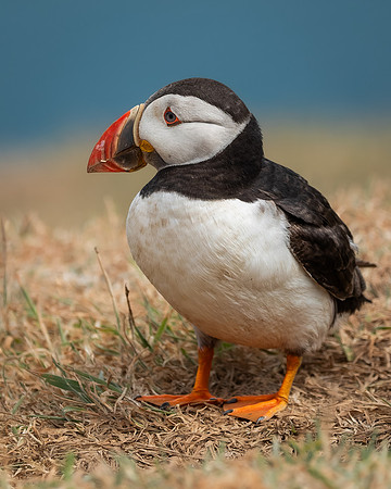 Skomer-64