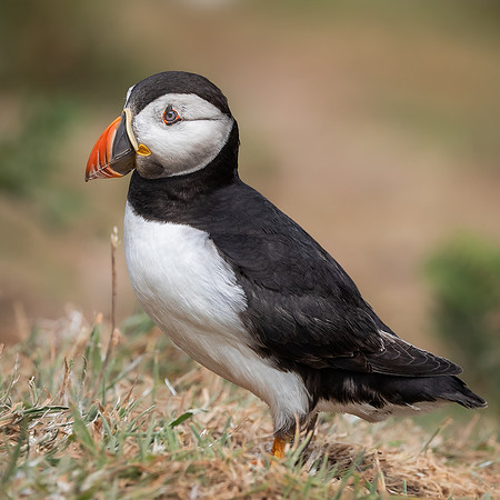 Skomer-59