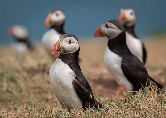 Skomer-67