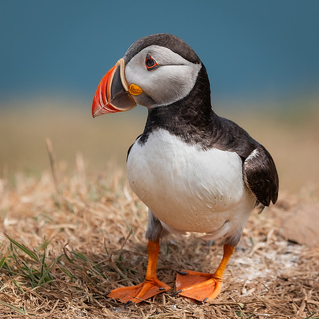 Skomer-66