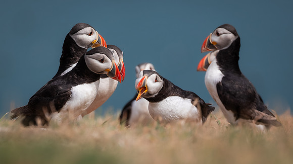 Skomer-70