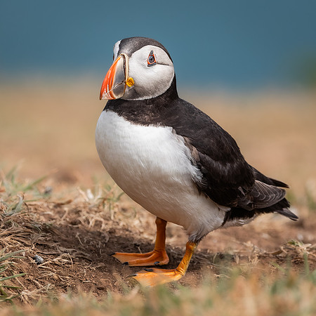Skomer-69