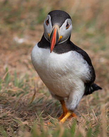 Skomer-71