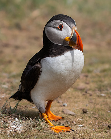 Skomer-73