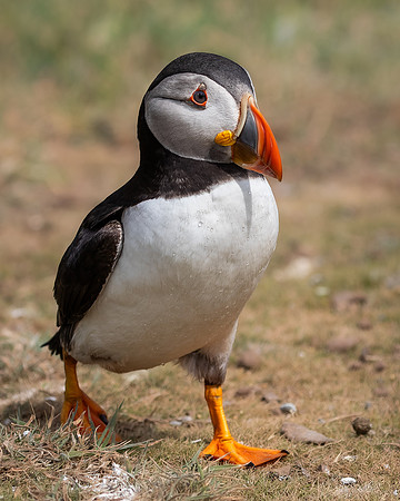 Skomer-72