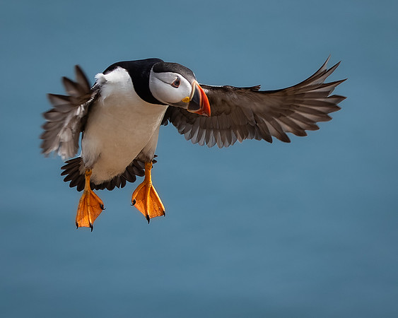 Skomer-74