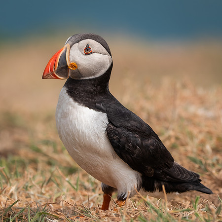 Skomer-68