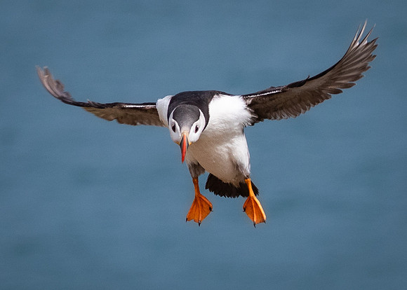 Skomer-75