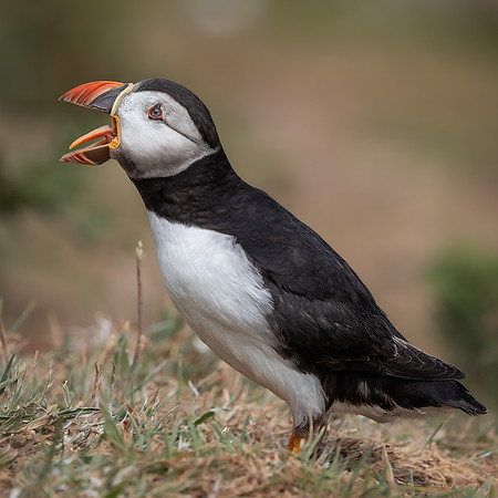 Skomer-58