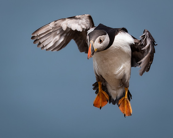 Skomer-76