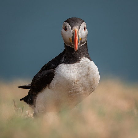 Skomer-78