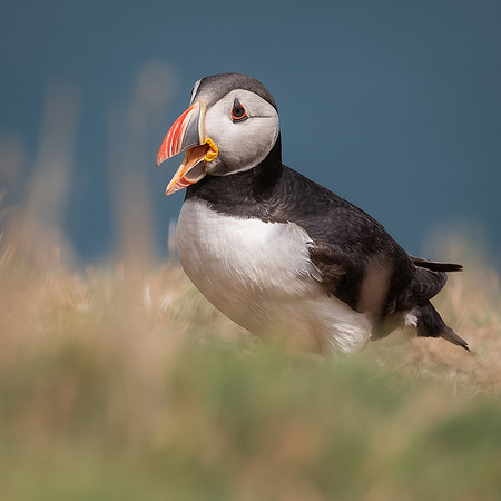 Skomer-80