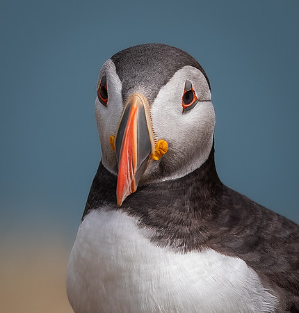 Skomer-81