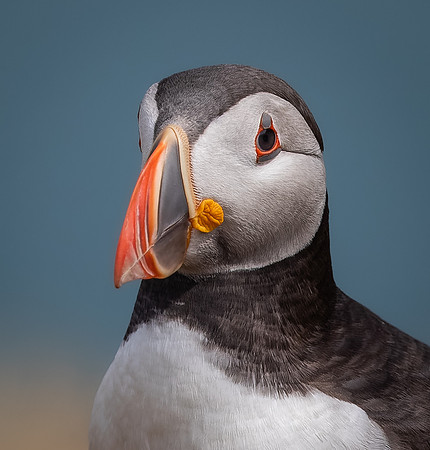 Skomer-82