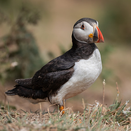 Skomer-84