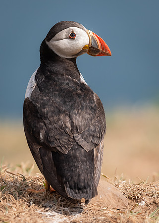 Skomer-83