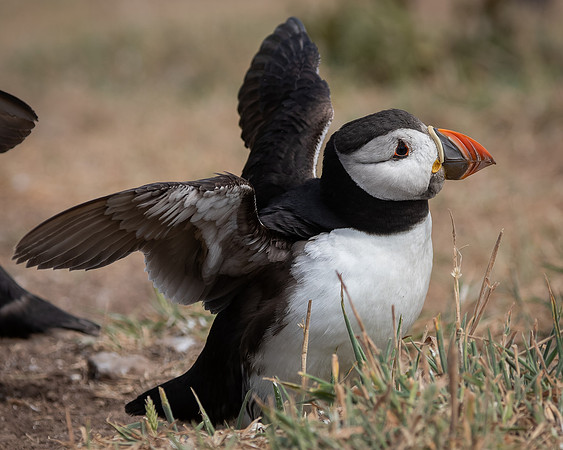 Skomer-52