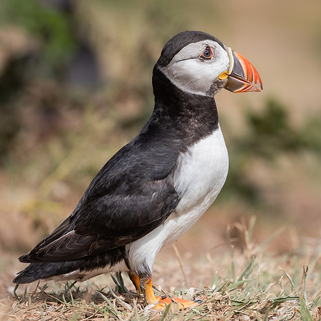 Skomer-79