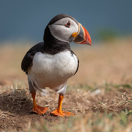 Skomer-85