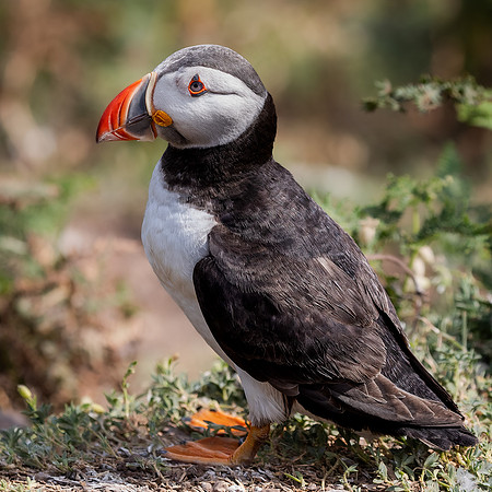 Skomer-90