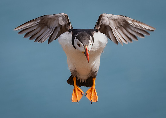 Skomer-86